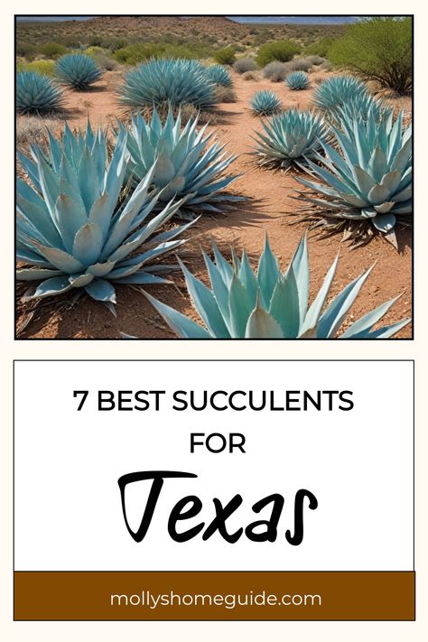 Discover the best succulents for Texas gardens with our guide! Whether you're in Zone 7 or 8, these outdoor hardy varieties are perfect for the Texas climate. Explore low-light options and choose from a wide selection of types that thrive in Texas soil. Create stunning succulent landscaping in your Texan garden with these top picks that are sure to thrive in your space. Texas Succulent Landscaping, Xeriscaping Texas, Texas Gardens, Succulent Rock Garden, Living In Texas, Texas Native Plants, Sedum Plant, Rock Plants, Yucca Plant