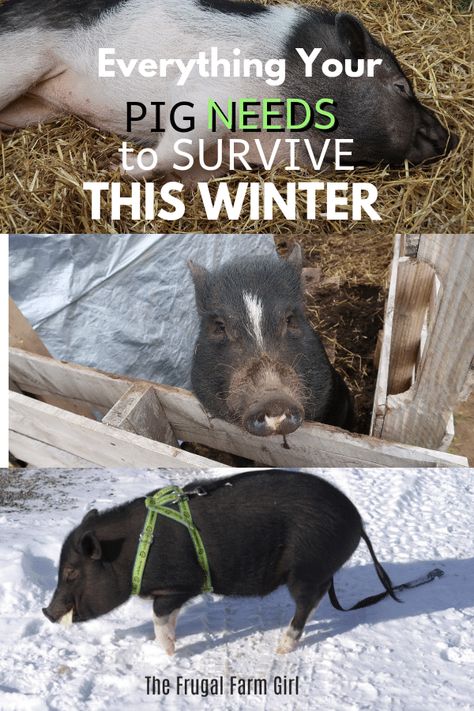 Wondering what your pig needs to be happy and comfortable this winter? Here is a list of the essentials your mini pig, or any pig needs to survive the cold winters.     #minipigs #potbelly #pigs #tips Pig Care Tips, Diy Pig Waterer, Potbelly Pig Pen Ideas, Pig House Ideas, Pig Fencing, Backyard Pigs, Potbelly Pig Care, Meat Pigs, Pig Pen Ideas