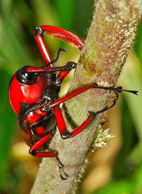 UnbeWEEVable: the Huge, Red, and Hungry Bamboo Weevil | Featured Creature Cool Insects, Cool Bugs, A Bug's Life, Beetle Bug, Beautiful Bugs, Creepy Crawlies, Arthropods, Crustaceans, Arachnids