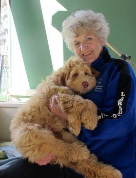 Australian Cobber Dog, Cobberdog Australian, Australian Labradoodle, Dog Cuts, Labradoodle, Dog Pictures, Amazing Women, Puppy Love, Golden Retriever