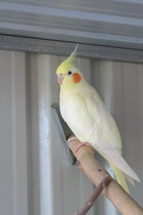 This is my beautiful yellow pearl Cockatiel "Sweetie" who is wife to "Prince" and mother of "Purley". Pearl Cockatiel, Yellow Cockatiel, Birds Cockatiel, Angry Birds Stella, Budgies Bird, Birthday Post Instagram, Yellow Pearl, Birthday Posts, Kesha