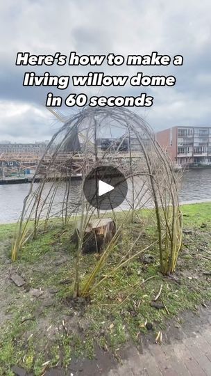 Diy Willow Tree, Hole Aesthetic, Willow Dome, Guerrilla Gardening, Living Willow, 50k Views, Gardening Plants, Hobbit Hole, Diy Tree