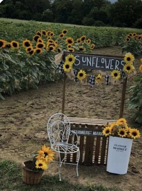 Sunflower Display Ideas, Sunflower Stand Photoshoot, Sunflower Festival Ideas, Wheel Barrow Photoshoot, Flower Farm Photoshoot Ideas, Agritourism Ideas Farms, Sunflower Props, Sunflower Farm Photoshoot, Pumpkin Patch Business