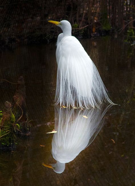 Great Egret (Breeding adult) | Also known as Common Egret, Large Egret or Great White Heron Great White Egret, White Heron, Great Egret, White Egret, Albino Animals, Herons, Great White, White Bird, Exotic Birds