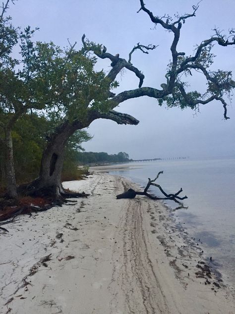 Spooky Beach Aesthetic, Lovecraft Aesthetic, Spooky Beach, Gothic Beach, Beach Town Aesthetic, Foggy Winter, Park Architecture, Spooky Woods, 2024 Books