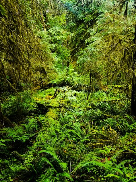 Beautiful rainforest in the Pacific Northwest Hoh Rainforest, Washington Hoh Rainforest Washington, Beautiful Rainforest, Hoh Rainforest, Temperate Rainforest, The Pacific Northwest, Travel Goals, I School, The Pacific, Pacific Northwest