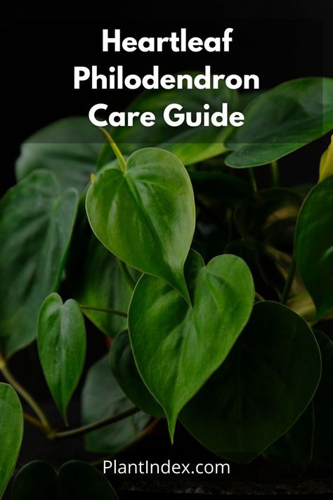 The heartleaf philodendron is an excellent houseplant. It grows best in bright, indirect sunlight and requires very little watering. It is the perfect houseplant for beginners. Heartleaf Philodendron, Philodendron Care, Philodendron Scandens, Philodendron Plant, Indirect Sunlight, House Plants, Plant Leaves, To Learn, Plants