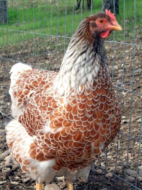 Onze Doortje is een golden lace Barnevelder. Rustige einzelganger. Houdt het meest van groene groentes. Barnevelder Chicken, Blue Laced Red Wyandotte, Wyandotte Chicken, Egg Laying Chickens, Fancy Chickens, Backyard Chicken Farming, Chicken Life, Beautiful Chickens, Keeping Chickens