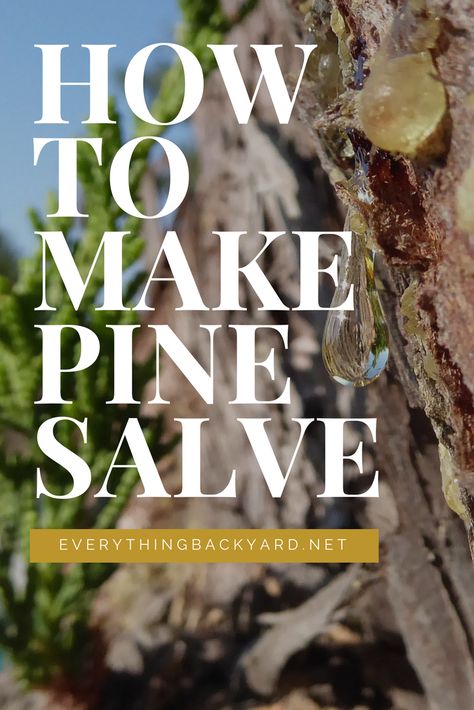 Pine Salve Recipe, Pine Gum Salve Recipe, How To Make Pine Oil, Pine Sap Uses, Home Made Salve, Pine Needle Salve, Pine Salve, Pine Sap Salve, Pine Pitch Salve