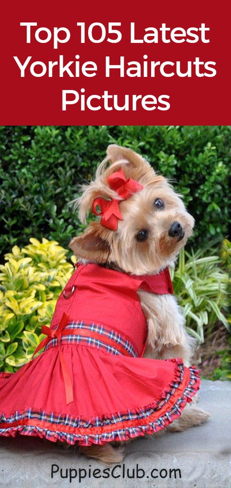 Yorkie Haircut Teddy Bear Faces, Yorkie Girl Haircut, Female Yorkie Hairstyles, Yorkie Face Haircut, Yorkie Terrier Haircuts Female, Girl Yorkie Haircut, Yorkie Hairstyles Girl, Yorkie Haircuts Female, Shorkie Haircut Styles