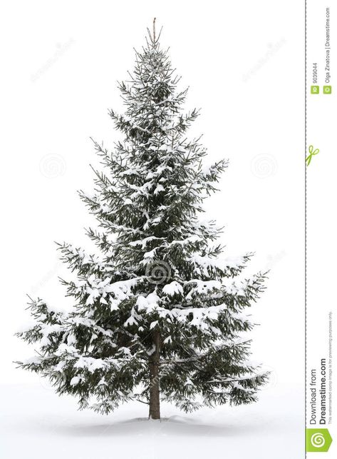 Photo about Snow-covered fur-tree on a white background. Image of year, white, christmas - 9039044 Pine Tree Painting, Wildflower Drawing, Photo Christmas Tree, White Pine Tree, Christmas Tree Images, Snowy Christmas Tree, Painting Snow, Christmas Tree Painting, Winter Scenery