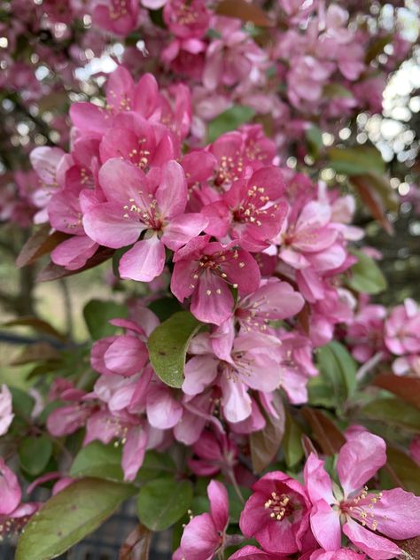 Crab apple tree in Blum ❤️ Crab Apple Tree, Apple Tree Flowers, Apple Flowers, Crabapple Tree, Clay Soil, Crab Apple, Apple Tree, Shoulder Tattoo, Crab