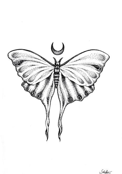 Moth Tattoo Meaning, Lunar Moth Tattoo, Luna Moth Tattoo, Borboleta Tattoo, Butterfly Drawings, Moth Drawing, Moth Tattoo Design, Nature Ideas, Butterfly White