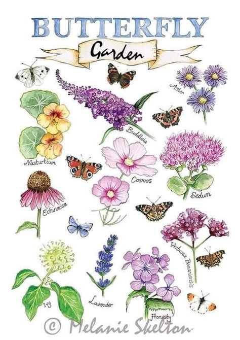 Flowers To Attract Butterflies, Echinacea Plant, Flowers That Attract Butterflies, Drawing Butterfly, Popular Plants, Ivy Plants, Heroic Fantasy, Pollinator Garden, Plant Drawing