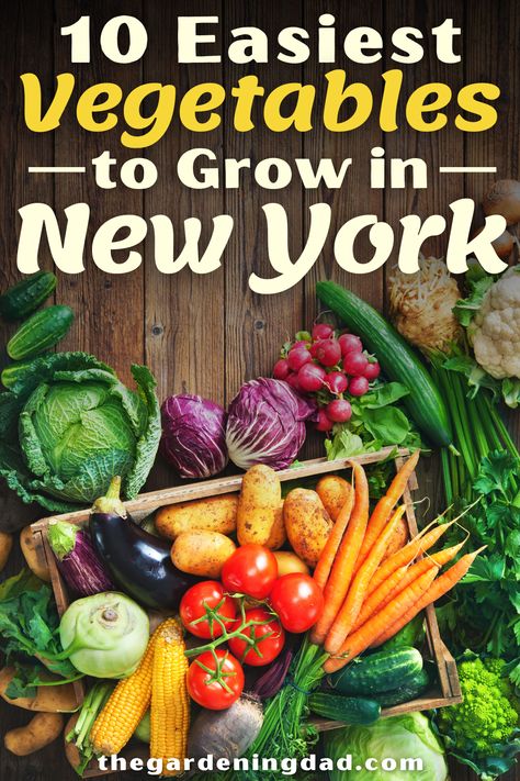 Do you live in New York and want to know the easiest vegetables to grow? Then read the 10 Easiest Vegetables to Grow in New York! There is something for everyone in this vegetable garden guide! #vegetables #garden #gardening New York Garden, Easiest Vegetables To Grow, Best Vegetables To Grow, Homegrown Vegetables, New York 2023, Best Vegetables, Vegetables Garden, When To Plant Vegetables, Vegetables To Grow