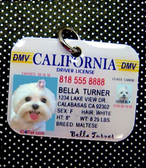 Sew DoggyStyle: Pet ID's With an Edge! Lou Dog, Mia 3, Getting Dressed, White Dog, Dog Id, Pet Id, Diy Dog Stuff, Id Tag, Dog Care