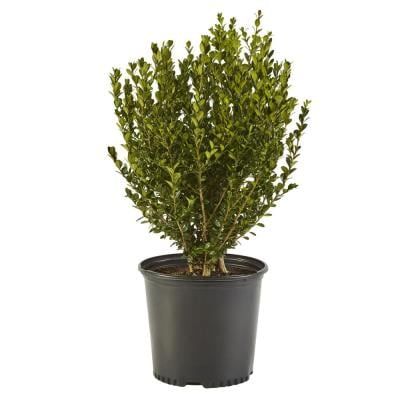 2.5 Qt. Wintergreen Boxwood Shrub Plant Boxwood Shrub, Wintergreen Boxwood, Holly Shrub, Box Wood Shrub, Evergreen Hedge, Broadleaf Evergreen, Bush Plant, Planting Shrubs, Home Garden Plants