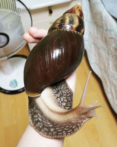 African Snail, Big Snail, Giant African Land Snails, Pet Snails, Sea Slug, Most Beautiful Animals, Animal Groups, Creepy Crawlies, Arthropods