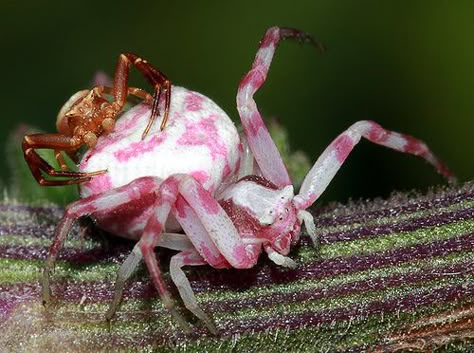 Spider Venom, Crab Spider, Snake Photos, Creepy Cute Fashion, Spider Species, Pink Spider, Creepy Animals, Cool Bugs, Beautiful Snakes