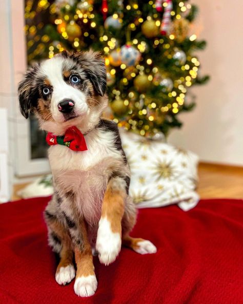 Shepherd Christmas, Aussie Dog, Aussie Shepherd, Aussie Dogs, Adorable Puppies, Australian Shepherds, Baby Christmas, Christmas Stuff, Cute Animal Drawings