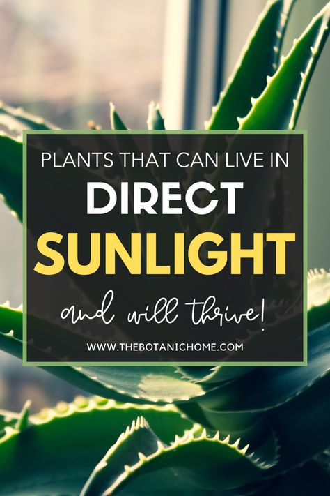 Transform your sun-drenched spaces with these top indoor plants! Discover low-maintenance foliage that thrives in bright light. #indoorplants #sundrenchedspaces #naturallighting #lowmaintenanceplants Bright Direct Light House Plants, Best Plants For Direct Sunlight Outdoors, Indoor Plants That Like Direct Sunlight, Bright Light House Plants, Sun Loving Indoor Plants, Bright Light Plants Indoor, Bright Direct Light Plants, Plants For Direct Sunlight Indoor, Plants For Sunroom