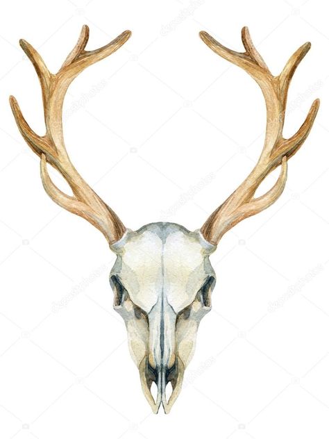 Animal Skull Decor, Skull Animal, Buffalo Skull, Animal Skeletons, Animal Skull, Deer Skull, Background Watercolor, Deer Skulls, Drawing Prompt