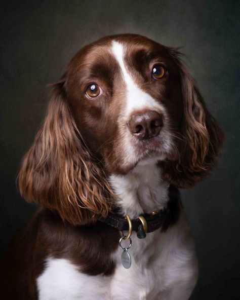 Dog Photography Portraits, Dog Portraits Photography, Professional Dog Photography, Pet Photography Poses, Dog Portrait Photography, Photographic Portraits, Pets Photography, Pet Portraits Photography, Dogs Photography