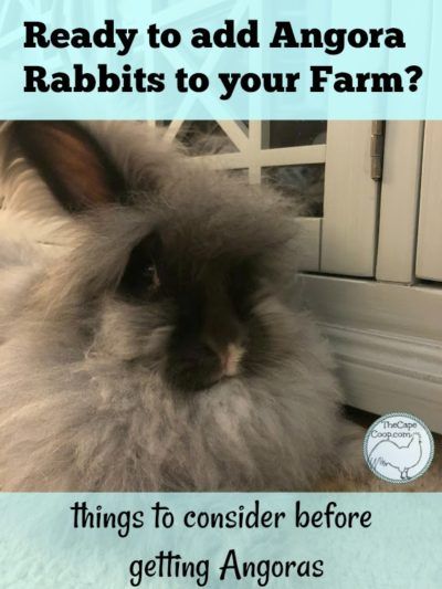 Backyard Rabbits, Homestead Livestock, Fiber Animals, Rabbit Hutch Plans, Young Rabbit, Rabbit Farm, Homestead Blog, Homestead Animals, Meat Rabbits