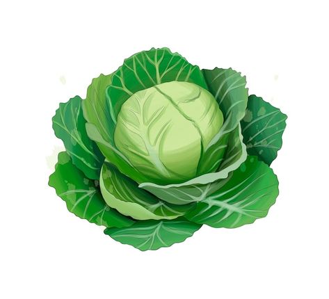 White cabbage from multicolored paints s... | Premium Vector #Freepik #vector #cabbage #kale #food-leaf #green-vegetables Cabbage Illustration, Cabbage Plant, White Cabbage, Plant Cartoon, Vegetable Painting, Watercolor Face, Drawing Realistic, Food Pyramid, Green Cabbage