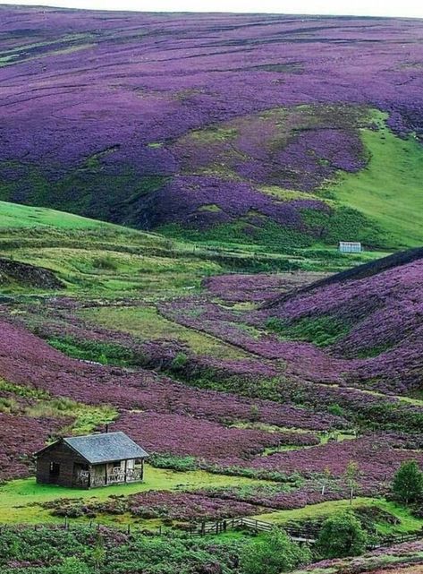 Purple hills ,Scotland Scottish Heather, Scotland Forever, Purple Heather, Visit Scotland, Scottish Landscape, England And Scotland, To Infinity And Beyond, Scotland Travel, Scottish Highlands