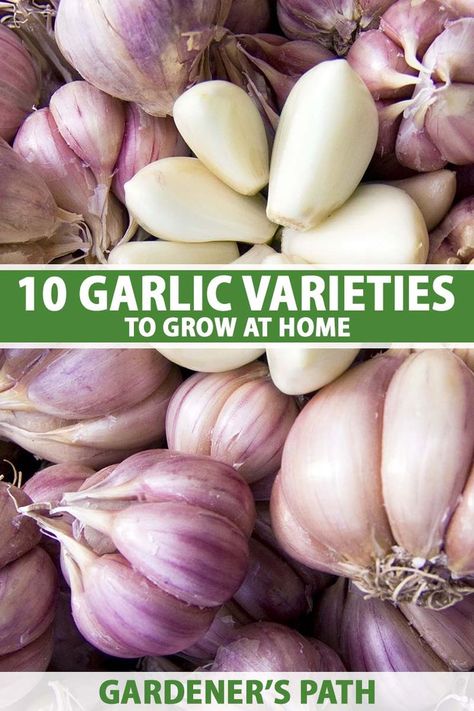 A close up vertical image of a pile of garlic bulbs and cloves. To the center and bottom of the frame is green and white printed text. Growing Garlic From Cloves, Garden Garlic, Backyard Hacks, Garlic Garden, Homestead Gardening, Harvesting Garlic, Kitchen Gardening, Planting Garlic, Tattoo Plant