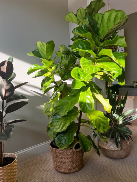 Indoor happy ficus lyrata Ficus Lyrata, Fiddle Leaf, Fiddle Leaf Fig, Fig, Plants