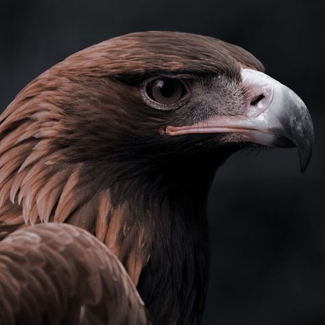 Golden Eagle Aesthetic, Bird Icon Aesthetic, Myrddin Wyllt, Eagle Aesthetic, Zeus Cabin, Zeus Aesthetic, Brown Eagle, Maybe Now, Ravenclaw Aesthetic