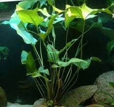 Anubias gracilis Anubias Plant, Aquascape Plants, Aqua Plants, Aquascaping Plants, Plant Aquarium, Freshwater Plants, Aqua Design, Freshwater Aquarium Plants, Fish Tank Stand