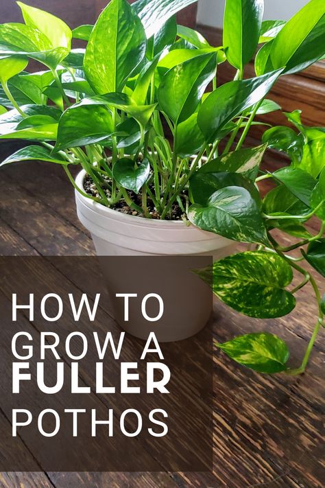 How To Take Care Of House Plants, How To Care For Indoor Plants, Potting Indoor Plants Tips, How To Propagate A Pothos Plant, Pothos In Kitchen, Pothos Plant Decor Ideas Bedroom, Replanting House Plants, Fuller Pothos Plant, How To Plant Pothos Cuttings