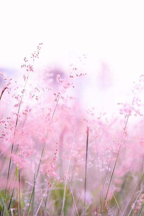 粉紅色的花朵攝影 Geometric Wallpaper Iphone, Pink Flowers Photography, Pretty Backgrounds, Floral Image, New Images, Veggie Garden, Small Gardens, Pink Tone, Beautiful Places To Travel