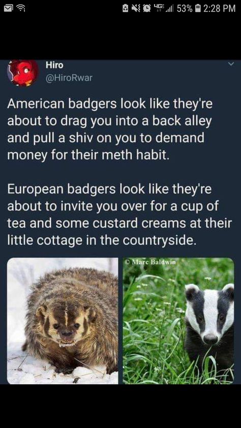 Meme Comics, Animal Facts, Memes Humor, Funny Animal Memes, Animal Memes, Cute Funny Animals, Bones Funny, Badger, Funny Cute