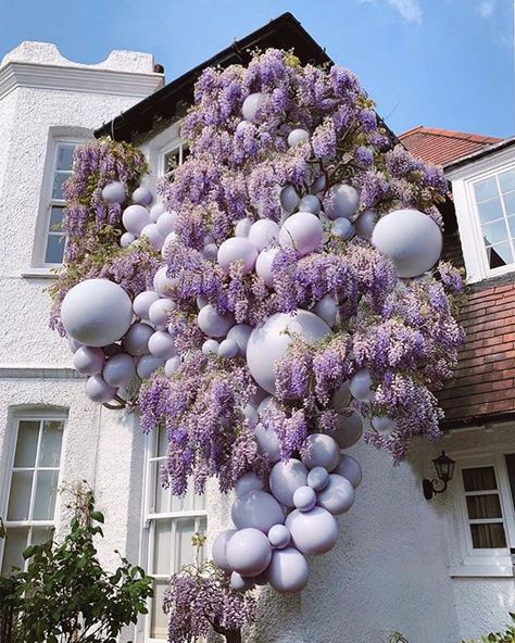 Well if this isn’t just the dreamiest scene! Wisteria & balloons make for quite a statement here and we are all for it!! Design by @elari_events  #wisteria #partydecorations #homesweethome #wisteriaflowers  #balloongarland #ba Balloon Installation, Purple Balloons, Party Deco, Balloon Wall, Wedding Balloons, Baby Shower Centerpieces, Green Wedding Shoes, Balloon Art, Balloon Arch