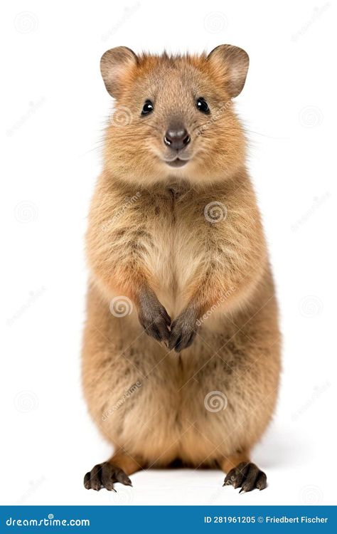 A friendly quokka standing on white background. Generative AI. Quokka Illustration, Illustration Ideas, Screen Savers, Framed Artwork, Stock Illustration, White Background, In This Moment, Animals, Pins