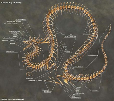 Chinese Dragon skeleton Muscle Illustration, Western Dragon, Dragon Skeleton, Dragon Anatomy, Dragon Bones, Eastern Dragon, Skeleton Anatomy, Skeleton Drawings, Bone Tattoos