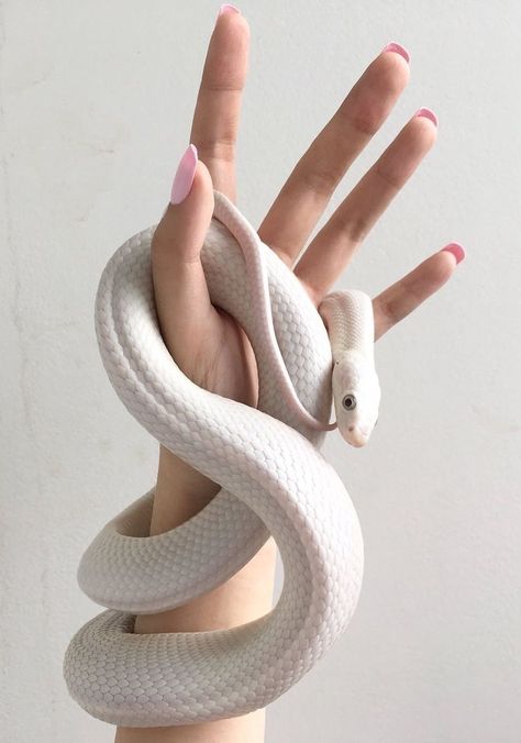 Snake Aesthetic, Pretty Snakes, Desen Realist, Cute Snake, Cute Reptiles, Hand Drawing Reference, Snake Art, Beautiful Snakes, Pet Snake