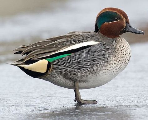 Green Winged Teal, Green Wing Teal, Waterfowl Taxidermy, Teal Duck, Duck Stamp, Blue Winged Teal, Green Wing, Duck Duck, Taxidermy