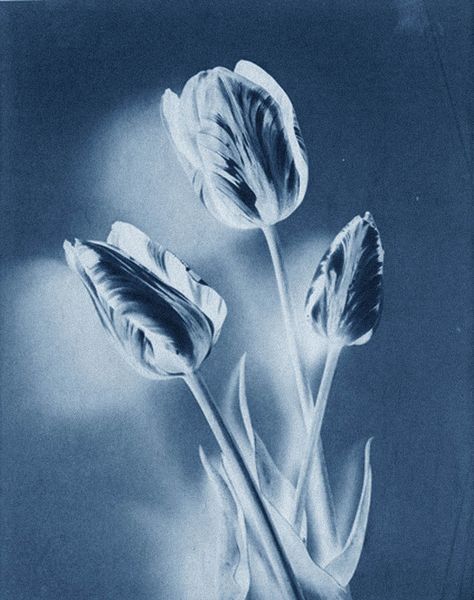 Thomas Ruff Thomas Ruff, Gagosian Gallery, Invert Colors, Robert Mapplethorpe, Dusseldorf, Photo Effects, Photography Inspo, Blue Aesthetic, Find Art