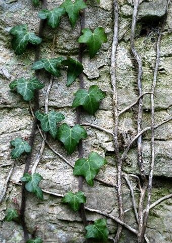 Poison Ivy Plants, Climbing Ivy, Easy To Grow Houseplants, Ivy Cottage, Forest Mural, English Ivy, Ivy Plants, Chinese Evergreen, Hydroponic Plants