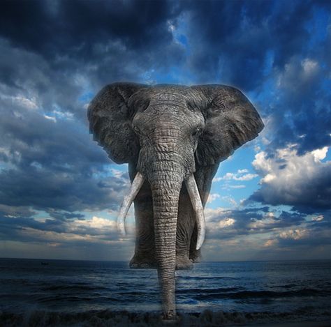 elephant in water photo | elephant walking on water Elephant Walking, Walking On Water, Elephant Walk, Water Photo, Walk On Water, 3d Icons, Baby Elephant, In Water, Walk On