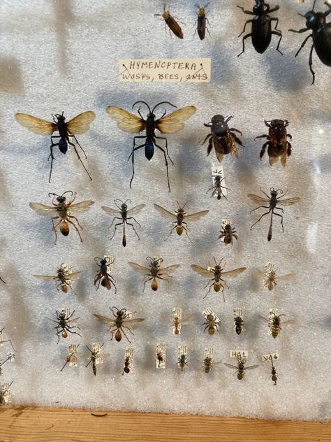 hymenoptera taxidermy wasps bees ants bugs and insects Bee Taxidermy, Insect Pinning, Insect Collection, Vulture Culture, Arthropods, Bugs And Insects, Wasp, Taxidermy, Ants