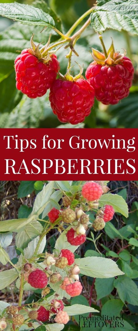 Tips for Growing Raspberries in Your Garden, including how to plant raspberries, how to grow raspberry plants in containers, and how to harvest the berries and how to divide raspberries. How To Plant Raspberries, Plant Raspberries, How To Grow Raspberries, Grow Raspberries, Plants In Containers, Hillside Gardening, Growing Raspberries, Raspberry Plants, Berry Patch