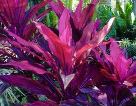 Tropical Garden Plants, Bali Garden, Grow Garden, Balinese Garden, Florida Landscaping, Florida Plants, Tropical Garden Design, Tropical Backyard, Florida Gardening