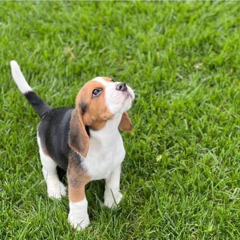 ELLA BEAGLE PUPPY Beagles For Sale, Beagle Puppy Wallpaper, Aesthetic Beagle, Beagle Breeds, Beagle Aesthetics, Beagle Dog Full Grown, Chocolate Lab Puppies, Beagle Puppies, Miniature Australian Shepherd