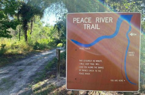 One of the most rewarding places to hunt for fossils in Florida is the Peace River in Fort Meade. Florida Fossils, Gasparilla Island, Florida Fish, Peace River, Florida Adventures, Fossil Hunting, Places In Florida, River Trail, Fun Activities To Do